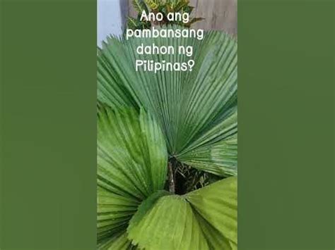 Pambansang Dahon - YouTube