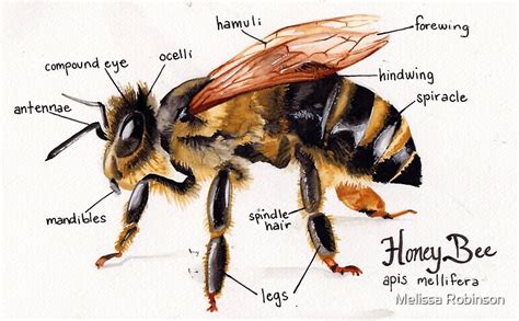 "Honey Bee Anatomy Chart" by Melissa Robinson | Redbubble