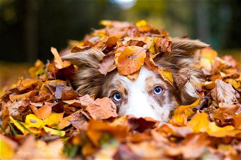 Pin by Catherine L. Taylor on Adorable Animals | Autumn animals, Fall dog, Dog photoshoot