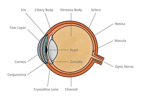 Eye Anatomy - Eola Eyes