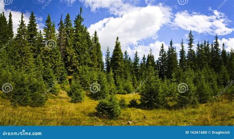 Pine forest landscape stock photo. Image of green, background - 16261680