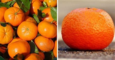 Mandarin Oranges vs. Clementines, Explained - Gardening Channel