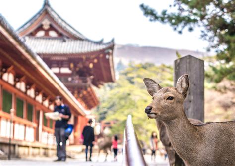 The Best Things to Do in Nara, Japan