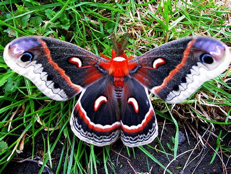 Cecropia Moth l Largest Moth Species Native to North America