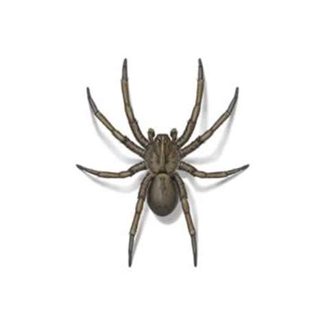 Wolf Spider Identification | Springer Professional Home Services