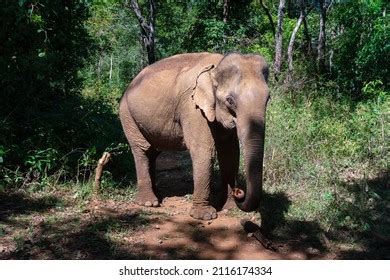 395 Mondulkiri Stock Photos, Images & Photography | Shutterstock