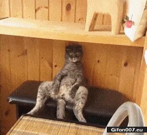 Gif 1073: Very Funny Cat, Sitting, Video, Gif | Gifon007.eu