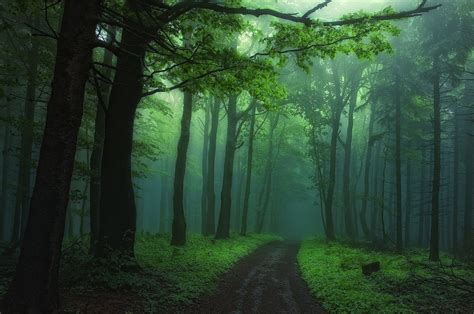 Forest Path Fog Wallpapers - Wallpaper Cave