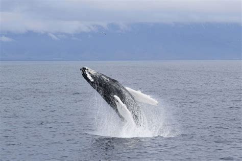 Whale Watching from Reykjavik | Reykjavik Excursions