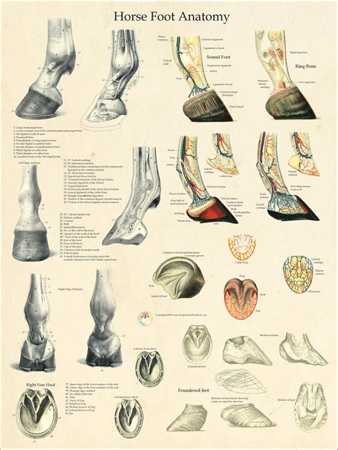 Horse Foot Anatomy Diagram