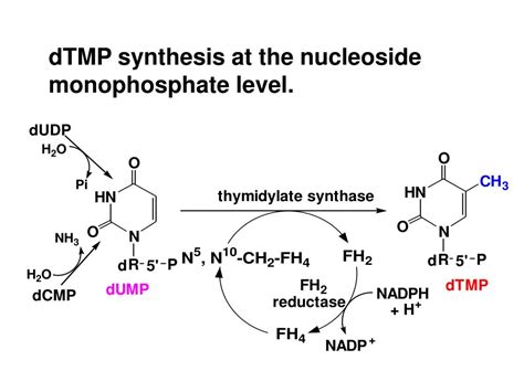 PPT - Chapter 8 Metabolism of Nucleotides PowerPoint Presentation, free download - ID:4494019