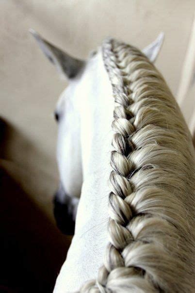 Horse Braid Pictures, Photos, and Images for Facebook, Tumblr, Pinterest, and Twitter