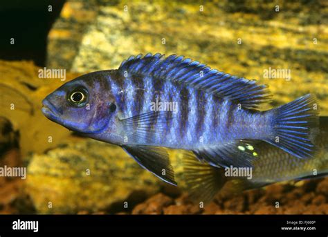 zebra mbuna, zebra cichlid (Maylandia zebra, Pseudotropheus zebra, Metriaclima zebra), swimming ...