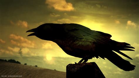 raven bird singing sunset hd widescreen wallpaper / birds backgrounds