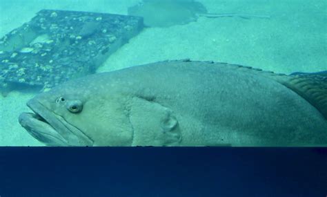 Giant Grouper (Epinephelus lanceolatus) - ZooChat