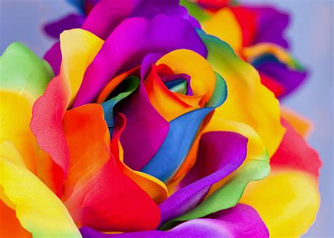 Rainbow Roses Wallpapers - Top Free Rainbow Roses Backgrounds ...