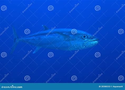 Dogtooth Tuna stock image. Image of ocean, gymnosarda - 28388333