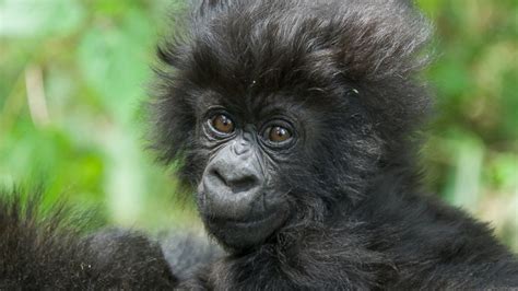 Rwanda Names 24 New Baby Gorillas - ABC News