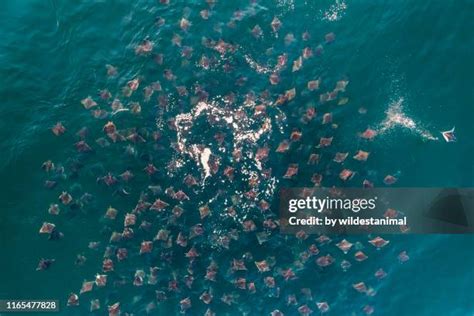 Manta Ray Migration Photos and Premium High Res Pictures - Getty Images