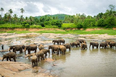 Pinnawala Elephant Orphanage | Attractions in Sri lanka