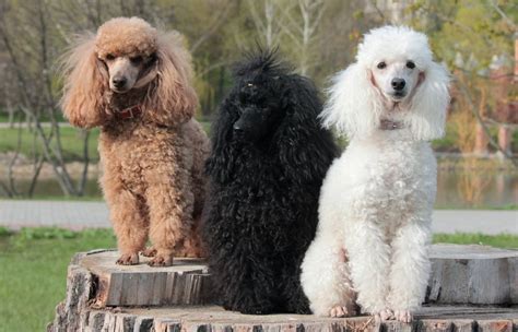 11 Poodle Colors & Markings (With Pictures) | Hepper