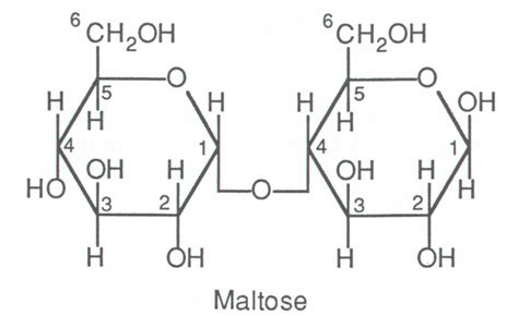 maltose | The Biochem Synapse