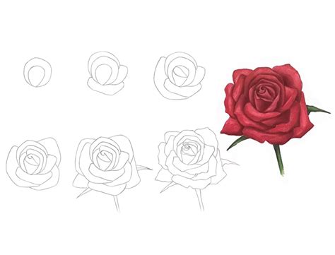 How To Draw A Rose For Beginners With Pencil Step By Step - Infoupdate.org