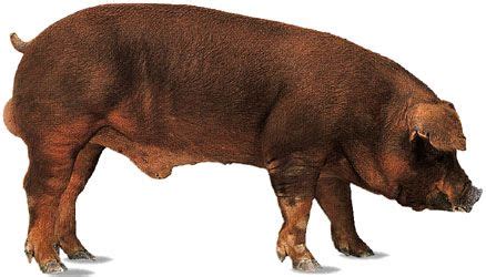 Duroc | Heritage, Meat Quality, Red Coat | Britannica