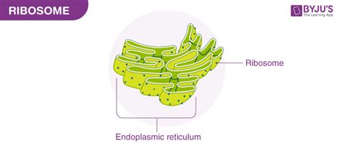 What Are Ribosomes? - Definition, Structure and its Functions