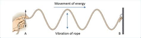 Longitudinal & Transverse Waves | A Level Physics Revision Notes