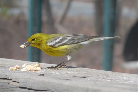 Yellow and Black Birds - photo and ID guide - Bird Advisors