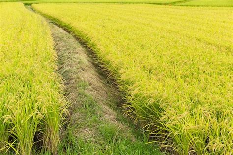 Premium Photo | Rice field harvest