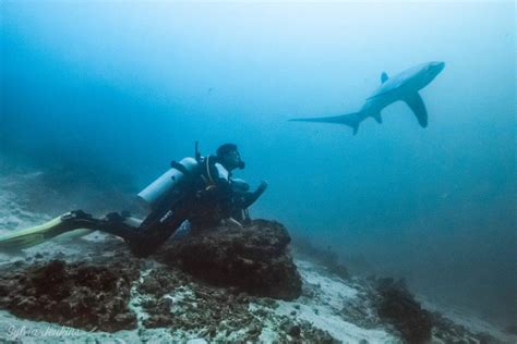 Thresher Sharks - Malapascua Island Diving Philippines Cebu | Malapascua's Thresher Shark Divers