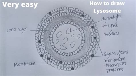 How to draw structure of lysosome | Lysosome drawing - YouTube