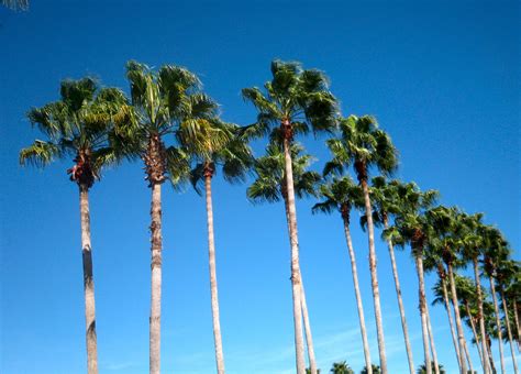 Florida Palm Trees