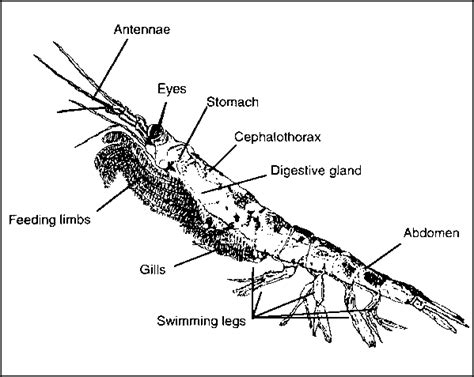 Krill Drawing at GetDrawings | Free download