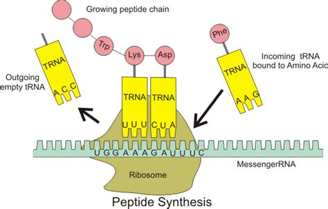 DNA Replication, Transcription & Translation | Stomp On Step1