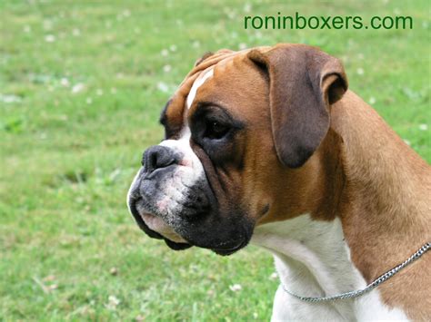 boxer dog wallpaper | Free Wallpaper and Screensaver