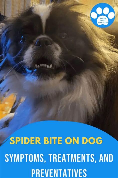 Spider Bite on Dog: Symptoms, Treatments, and Preventatives - Your Dog Advisor