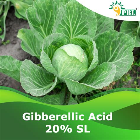 Gibberellic Acid 20% SL | B2B PGR Manufacturer & Exporter - Peptech Bio