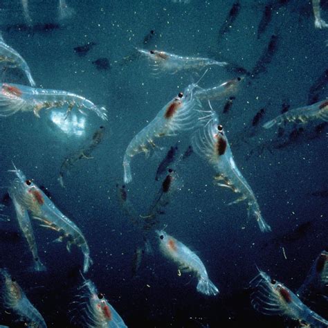 Krill guide: what they are, and why they are so important - Discover ...