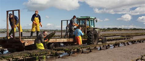 Our Oyster Farming Process - Harty Oysters