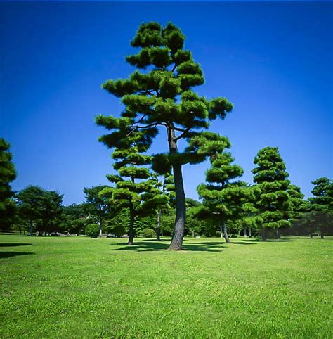 Japanese Black Pine Trees For Sale Online | The Tree Center