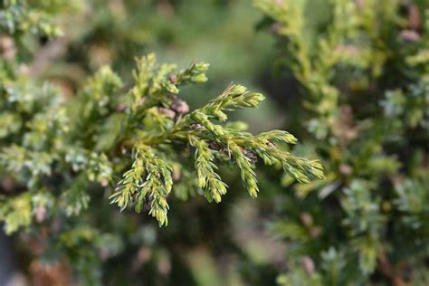 How to Plant and Grow Chinese Junipers | Gardener’s Path