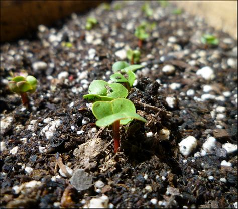 Patio of Pots: Growing Radishes From Seeds