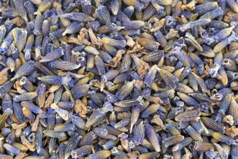 Lavender Flower Petals Close View Stock Photo - Image of medicinal, flowers: 83771764