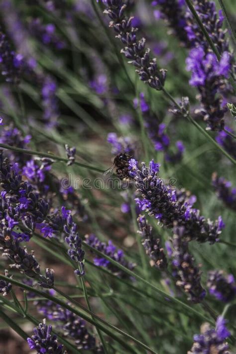 Bumblebee in Lavender Blossom in Lavender Fields Stock Image - Image of blossom, warm: 271795033