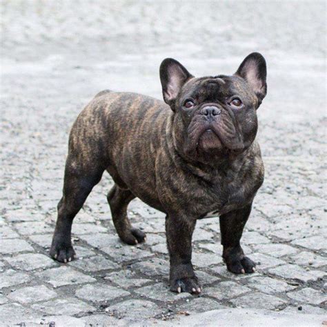 17 Things Only Frenchie Pup Parents Understand | Brindle french bulldog, Bulldog puppies, French ...