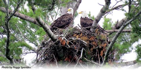 eagles nest - Lori Borgman