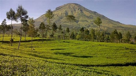 6+ Destinasi Agrowisata di Indonesia (Agritourism), Mana Saja? - PT ...